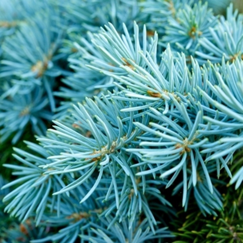 Blue Spruce 