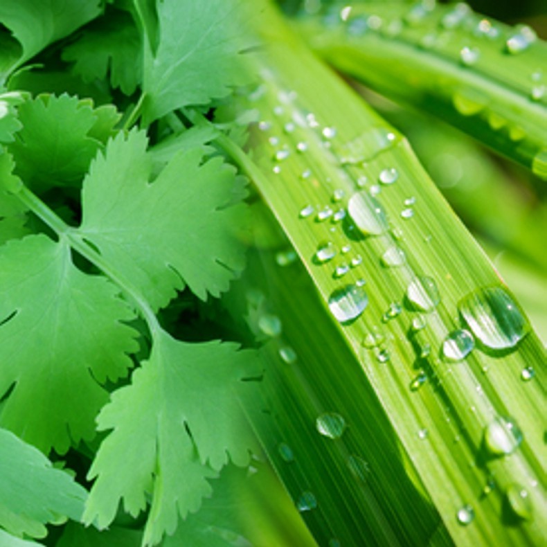 Coriander Lemongrass 