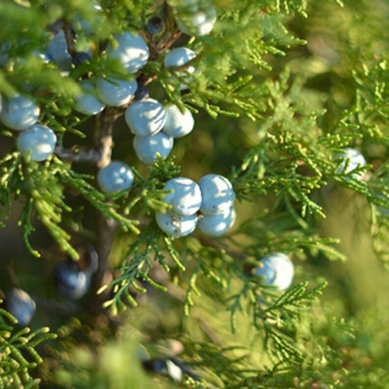 Cypress and Berries 