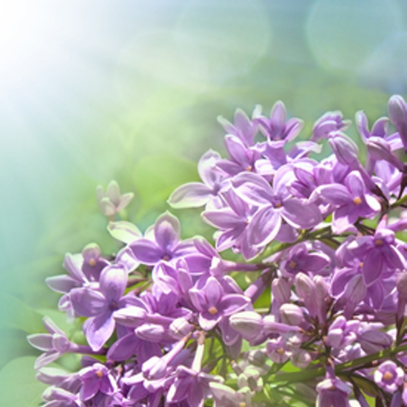 GARDEN LILAC FRAGRANCE OIL