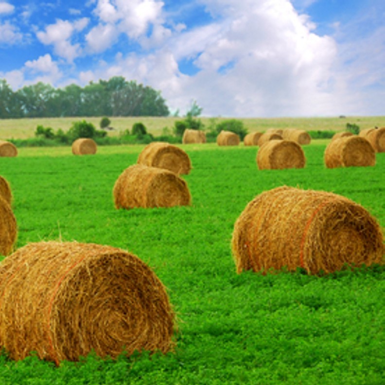 Hayride 