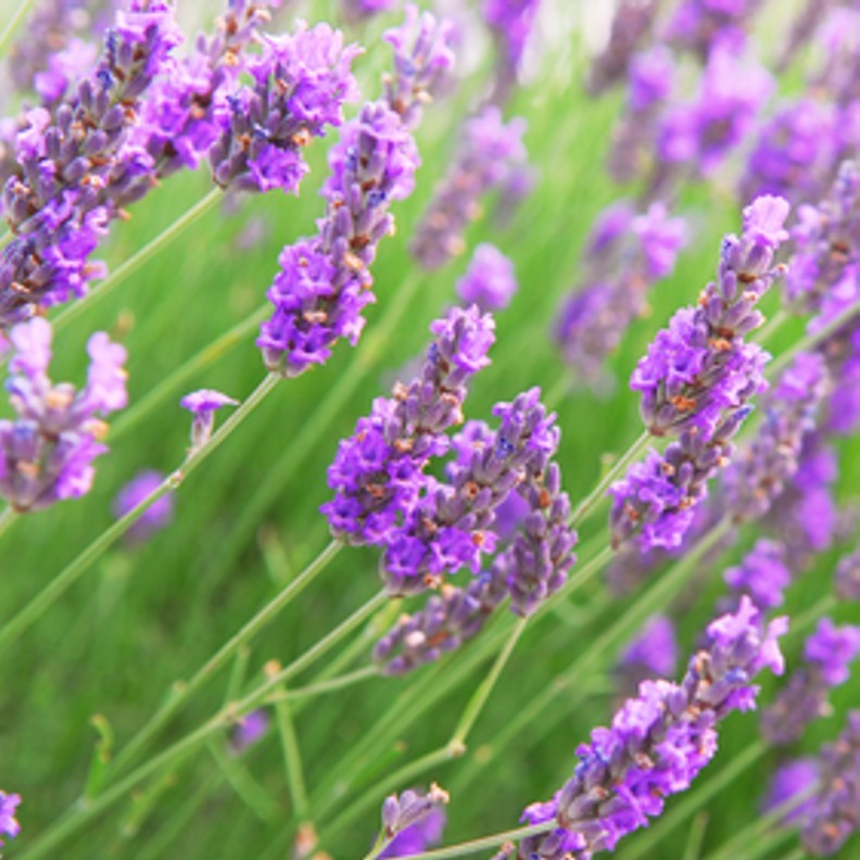 Lavender Vetiver 