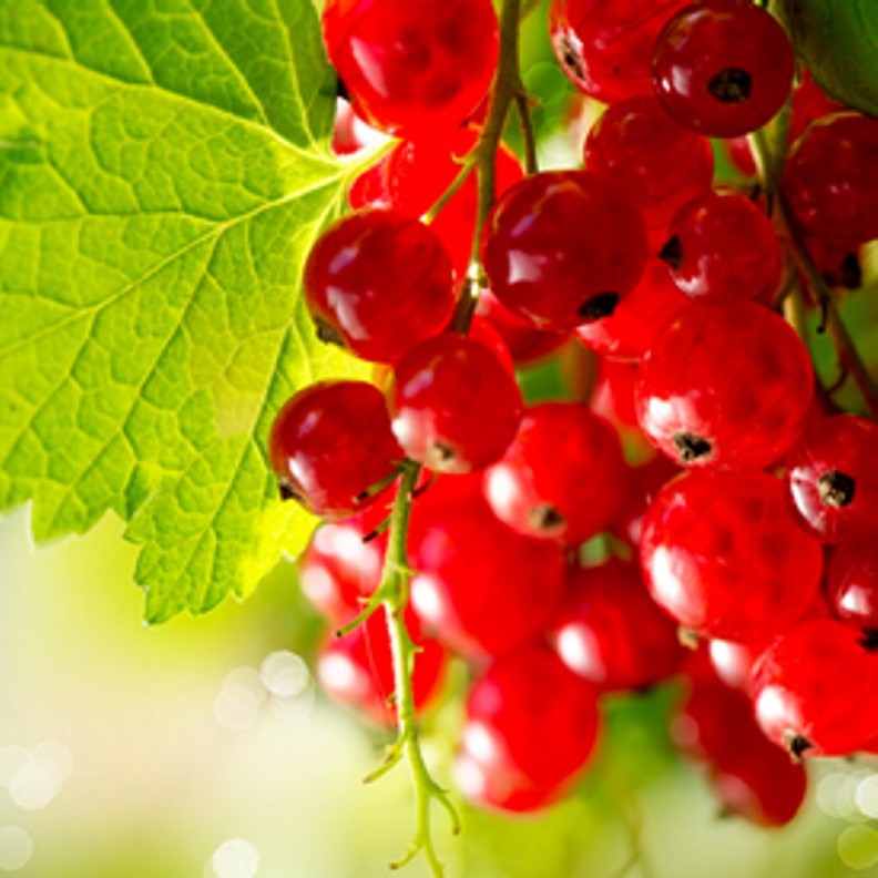 Red Currant 