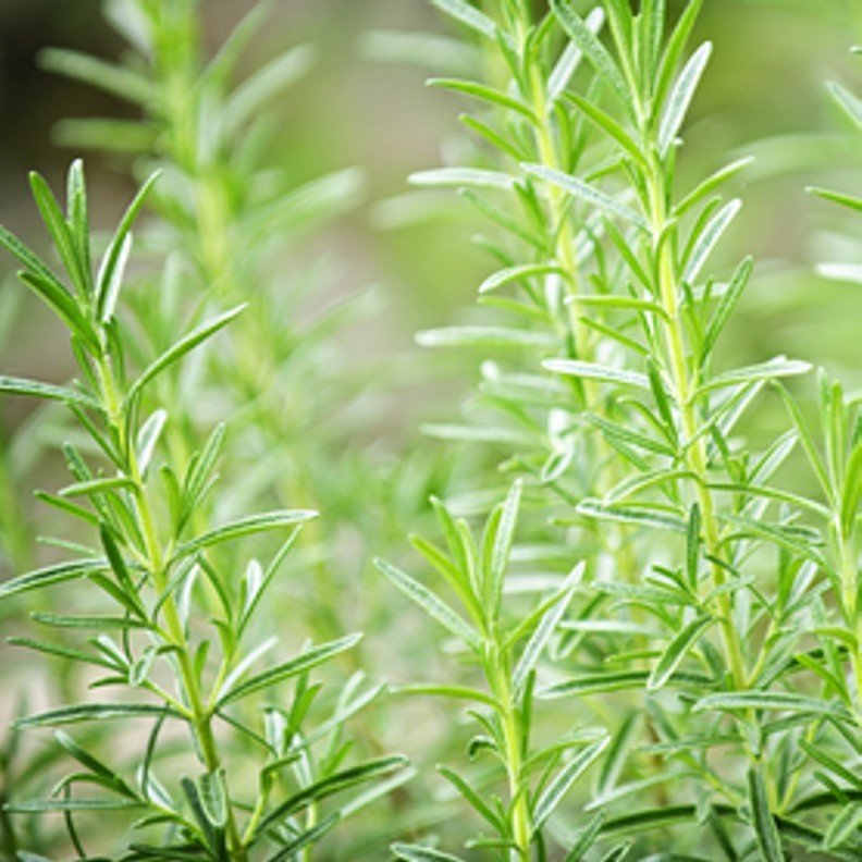 Rosemary Mint 