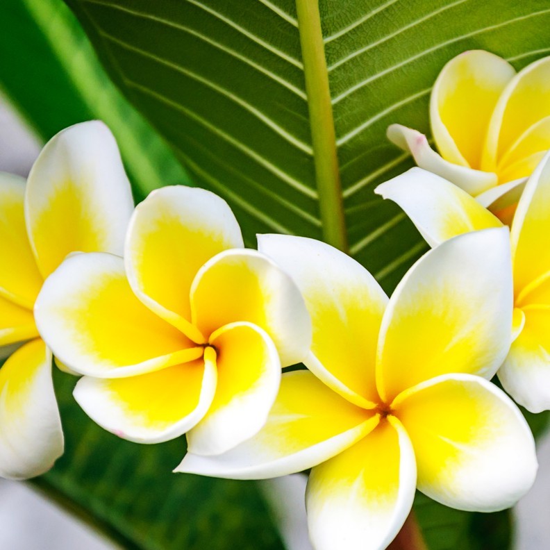 Tropical Plumeria 