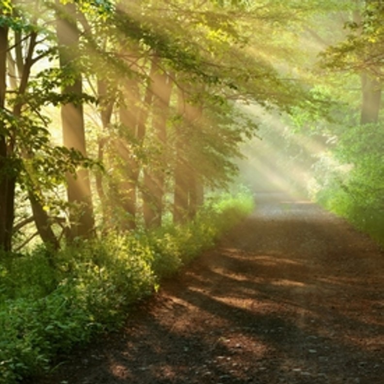 Woodland Foliage 